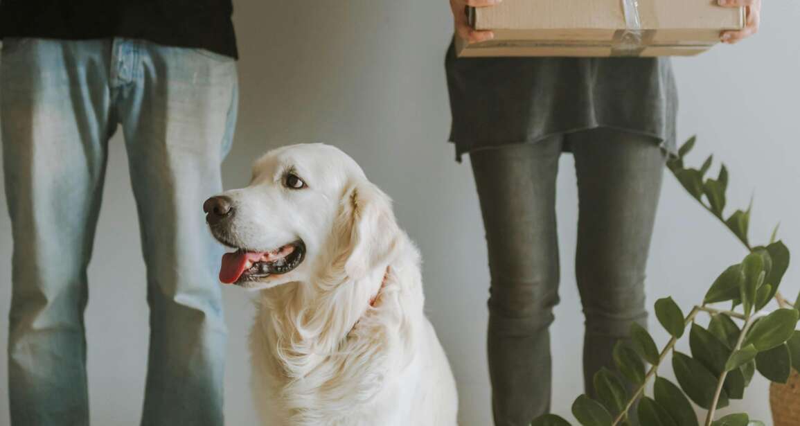 Mudança Segura com Animais de Estimação